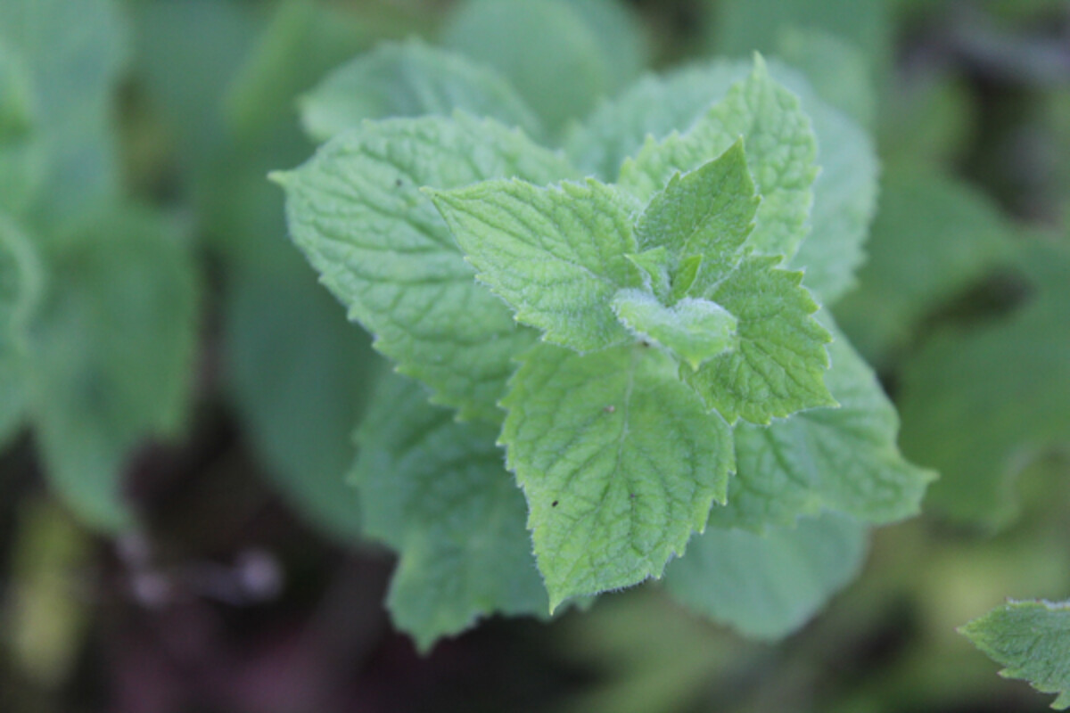 How to Grow and Use Apple Mint