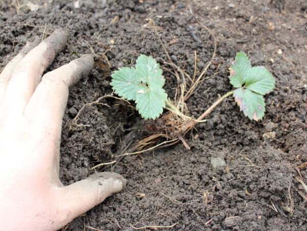 Planting Strawberry Plants