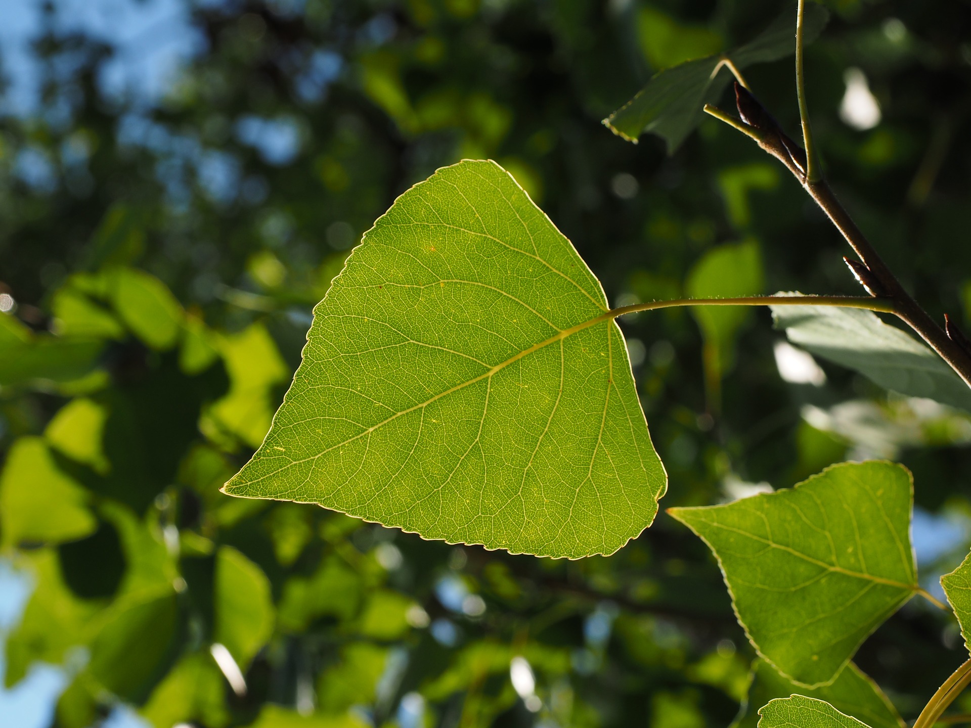 16 Medicinal Trees for Your Herbal Medicine Chest