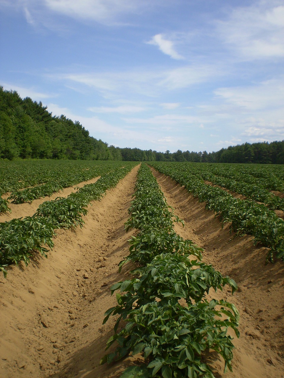 Potato Farm