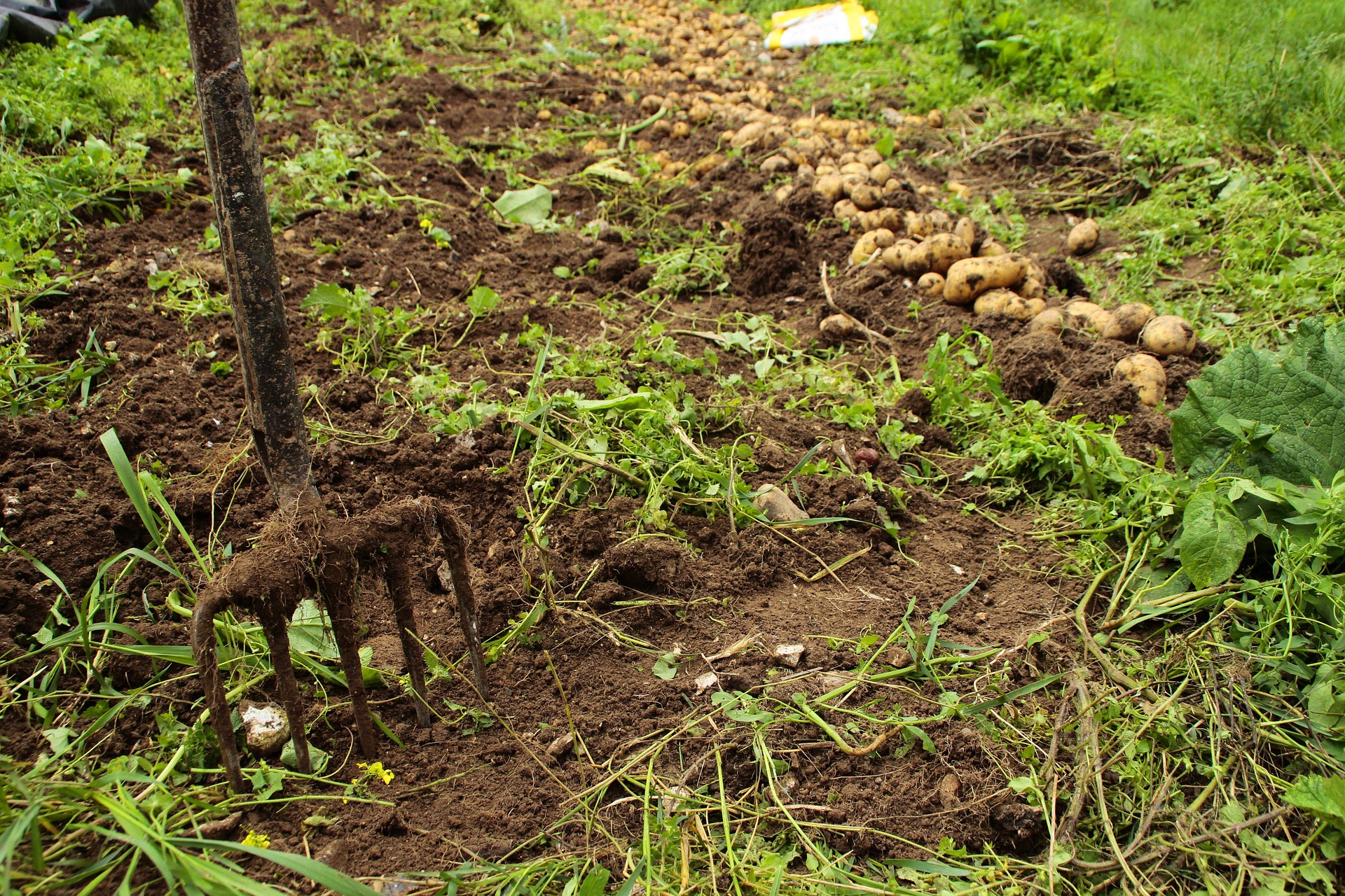 how to harvest potatoes