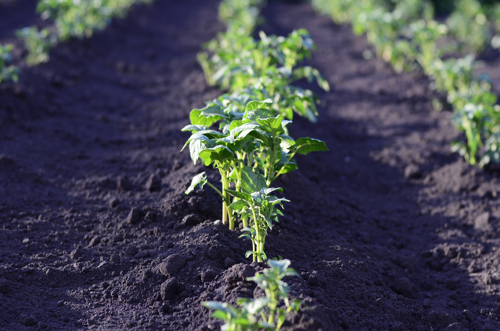 Potato Plant Spacing
