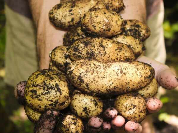 How to Grow Potatoes