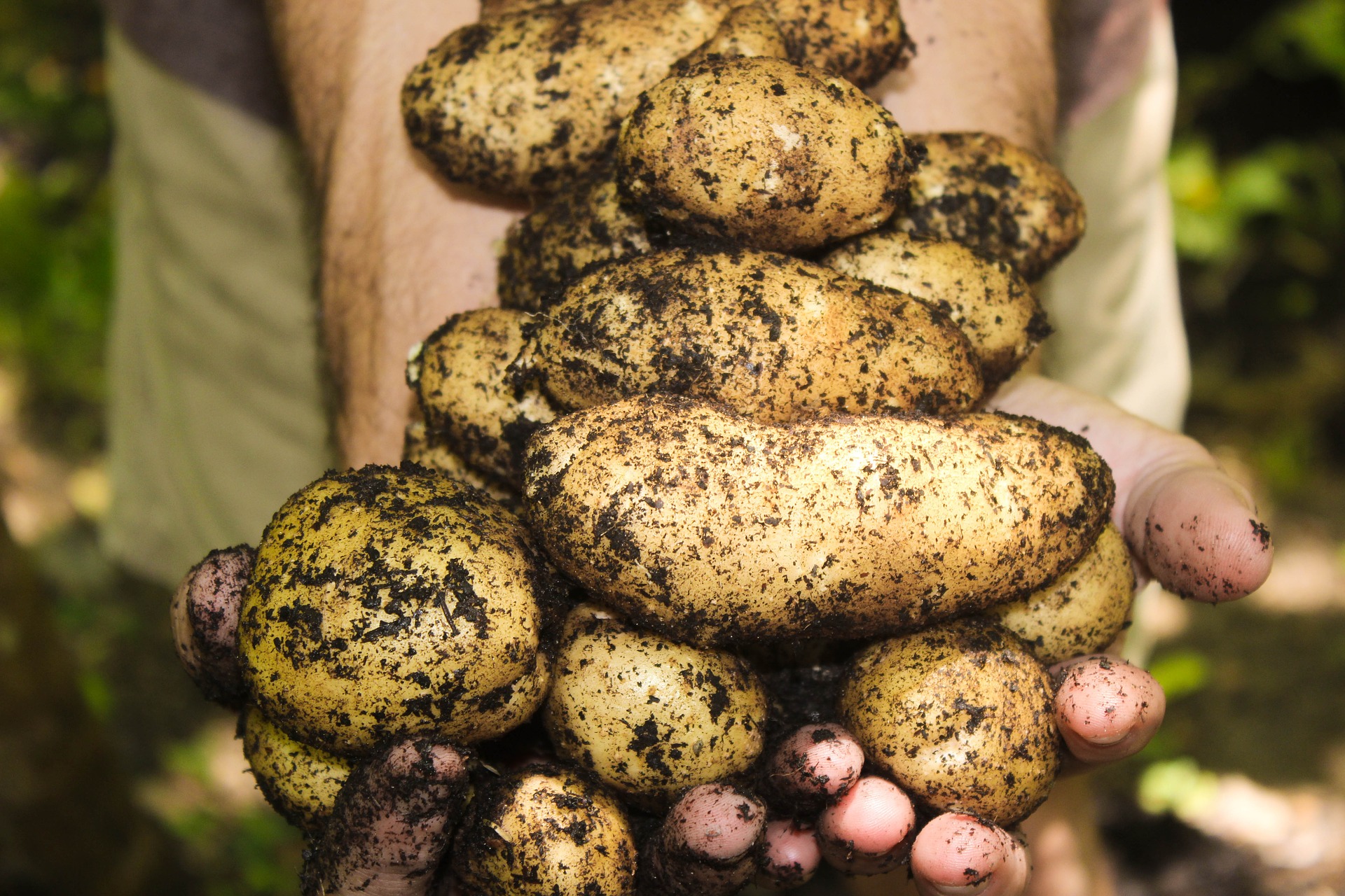 How to Grow Potatoes