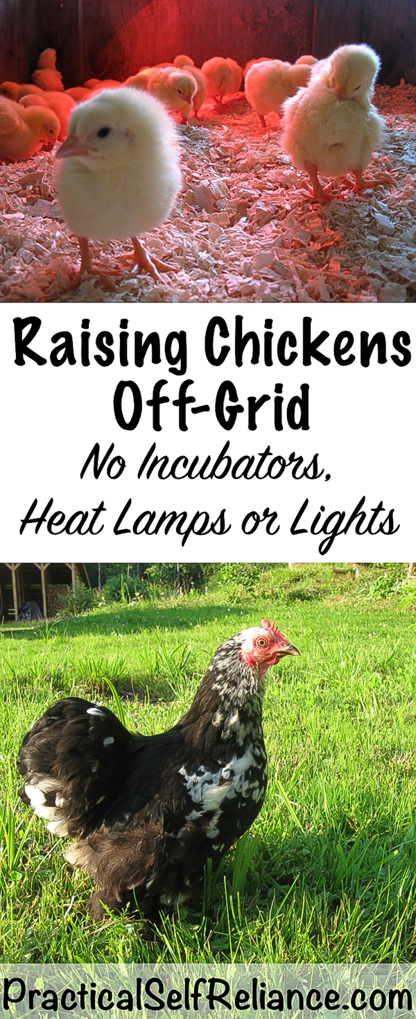 Raising Chickens Off-Grid ~ No Electricity, lights, incubators or heat #chickens #backyardchickens #raisingchickens #brooder #offgrid #selfsufficency #homestead #homesteading 