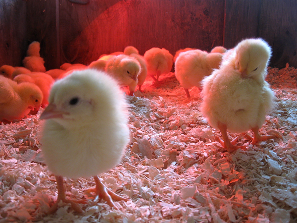 How to Raise Baby Chicks into Adult Hens