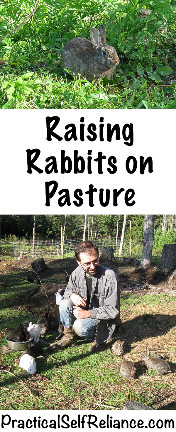 Raising Rabbits on Pasture #rabbits #raisingrabbits #pastureraised #permaculture #homestead #homesteading #selfsufficiency #selfreliant #preparedness
