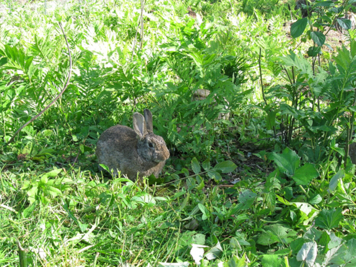 Rabbit on Pasture