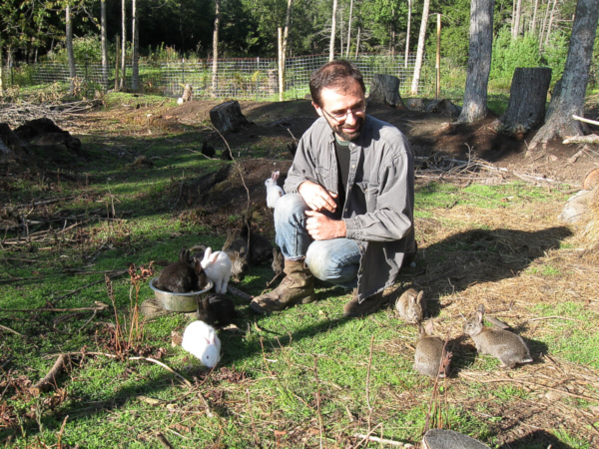 Rabbit Colony on Pasture