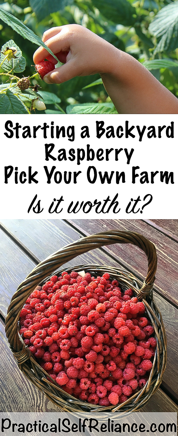 Starting a Backyard Raspberry Pick Your Own ~ Making Money From Your Back Yard #pickyourown #upick #raspberries #raspberry #smallfarm #growingraspberries #gardening #organicgardening #howtogrow #vegetablegardening #gardeningtips #homesteading #homestead #selfreliant #homesteadincome #moneymakingideas