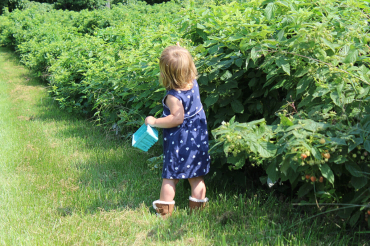 Child Picking Raspberries
