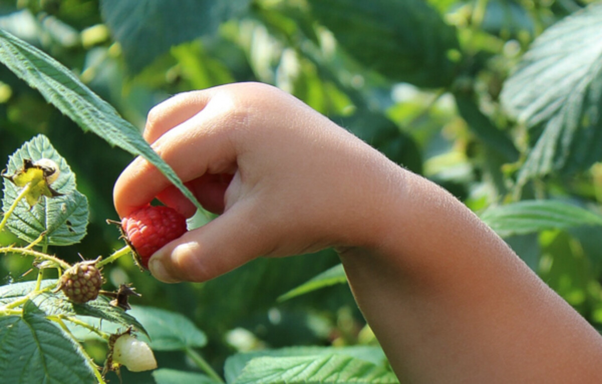 Backyard Raspberry Pick Your Own