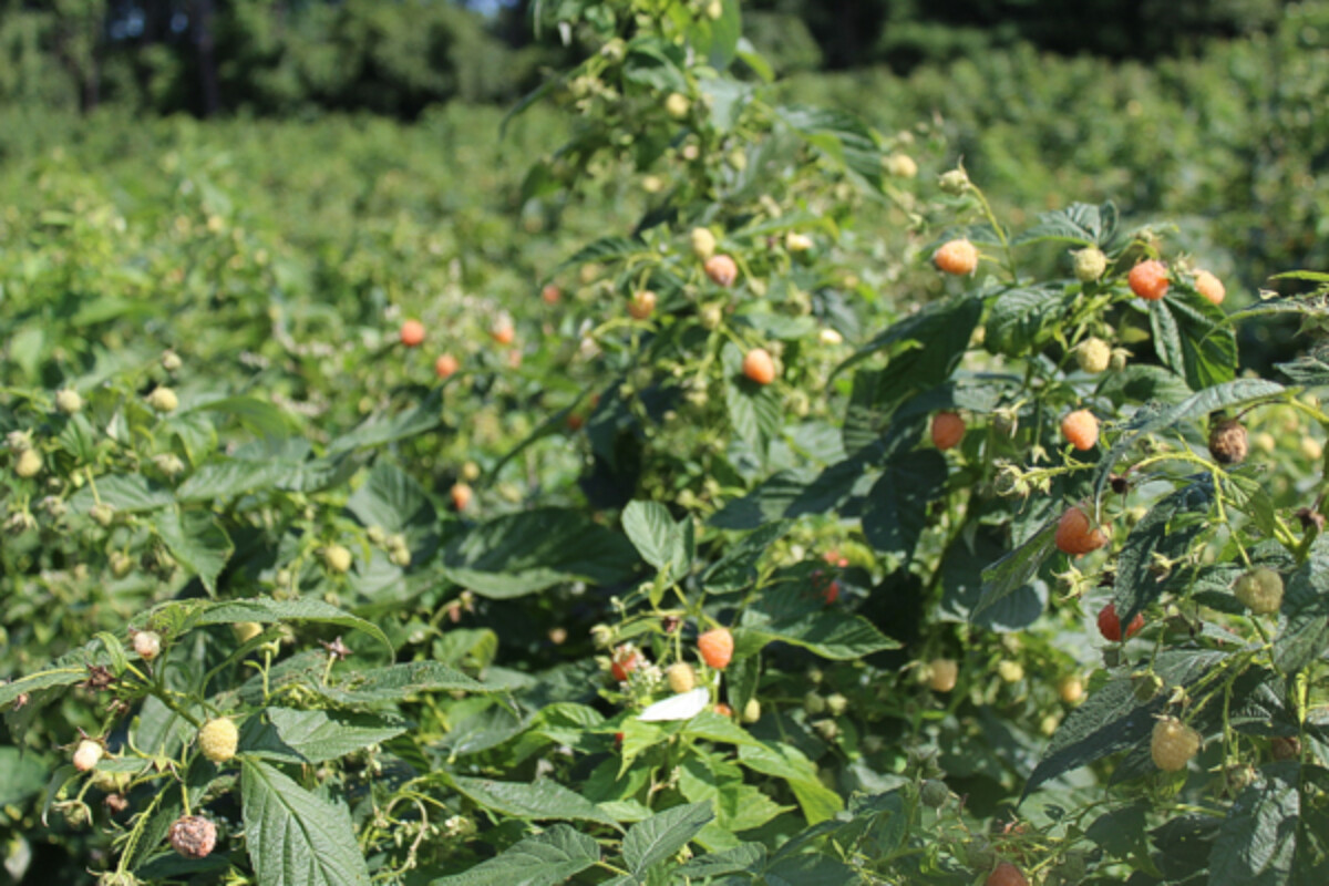 Pick your own golden raspberries