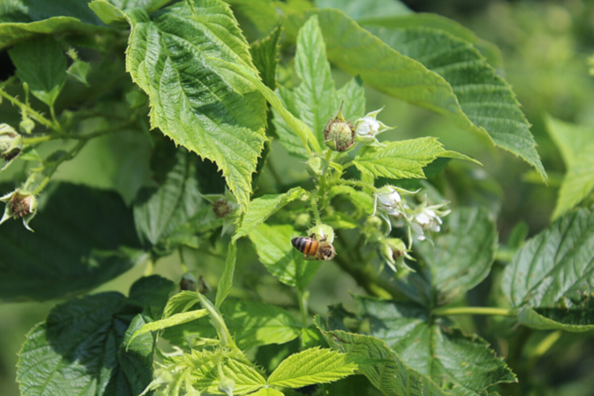Honeybee feeding at a raspberry flower at a raspberry pick your own.