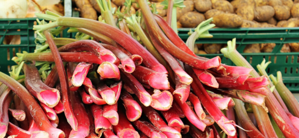 Rhubarb for Cooking into Sweet and Savory Recipes