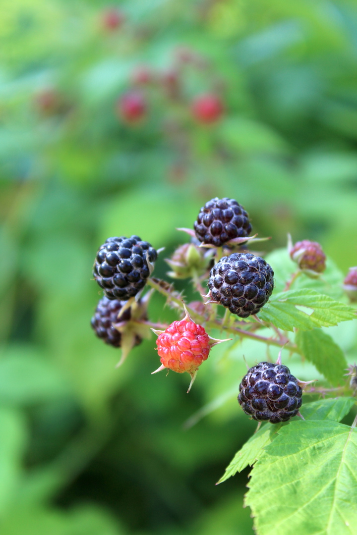 Ripe Black Raspberries