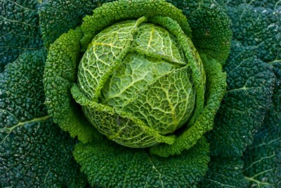 Shade Tolerant Cabbage
