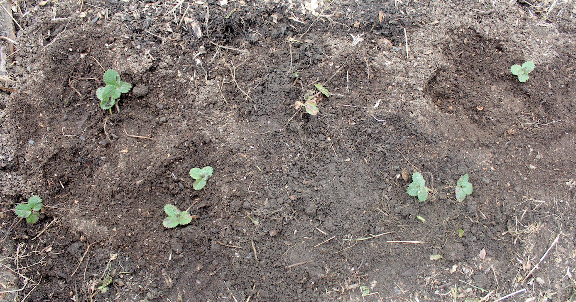 Transplanting Strawberries   Strawberry Plant Spacing 