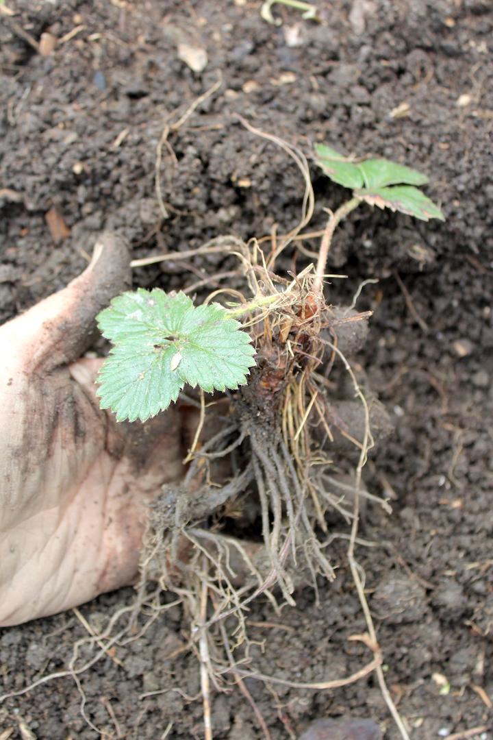Bare Root Strawberry Plant