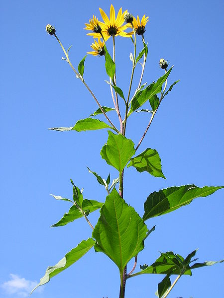 Sunchoke Flower