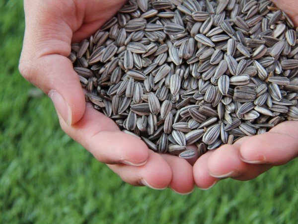 Sunflower Seed Harvest