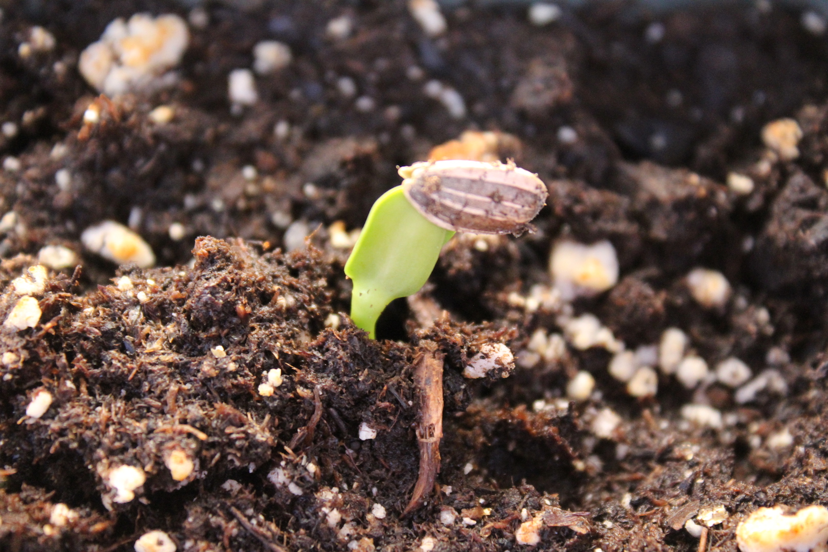 sunflower seeds growing