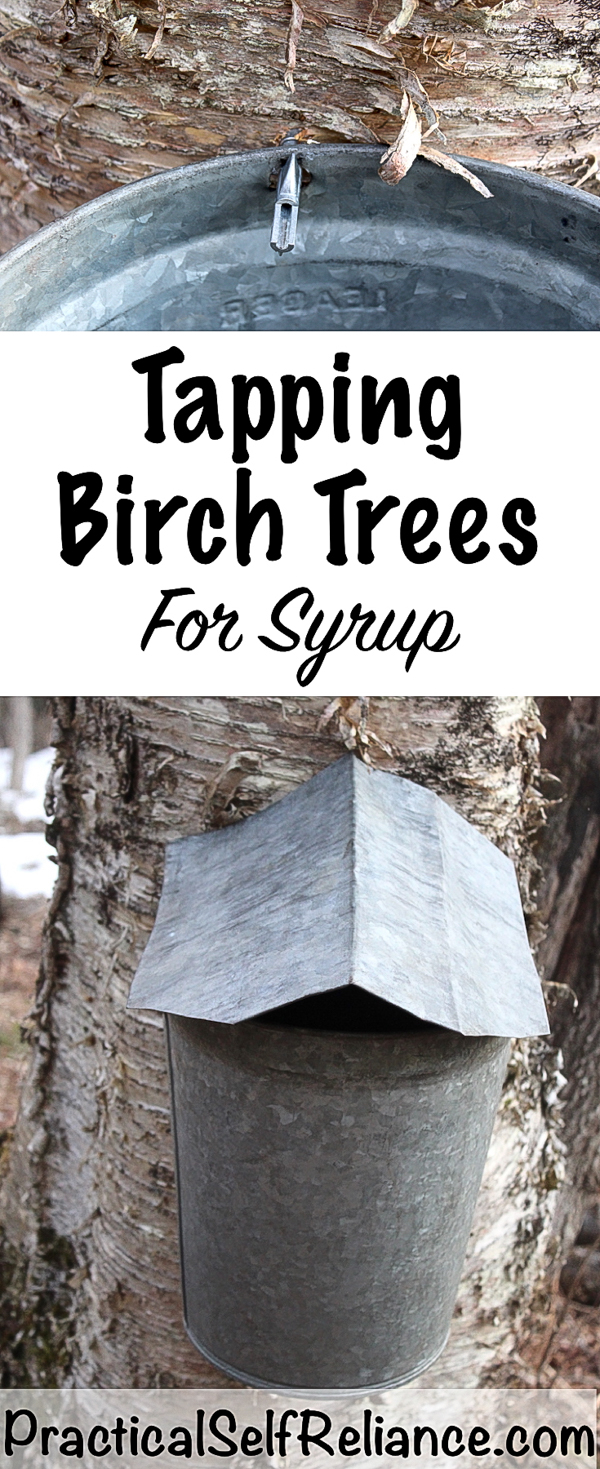 Tapping Birch Trees for Syrup #birchtrees #tappingtrees #makingsyrup #homestead #homesteading #selfsufficiency #selfreliant #preparedness #maplesyrup