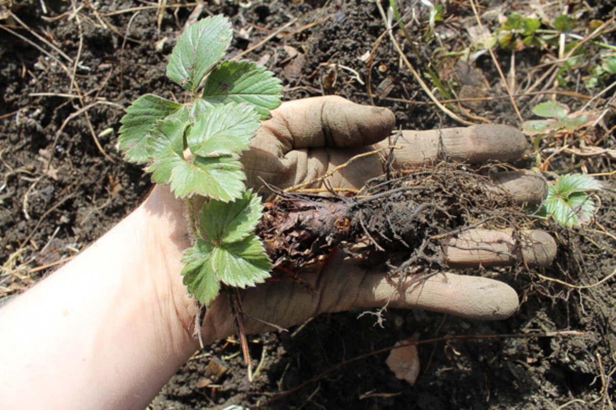 large strawberry plant