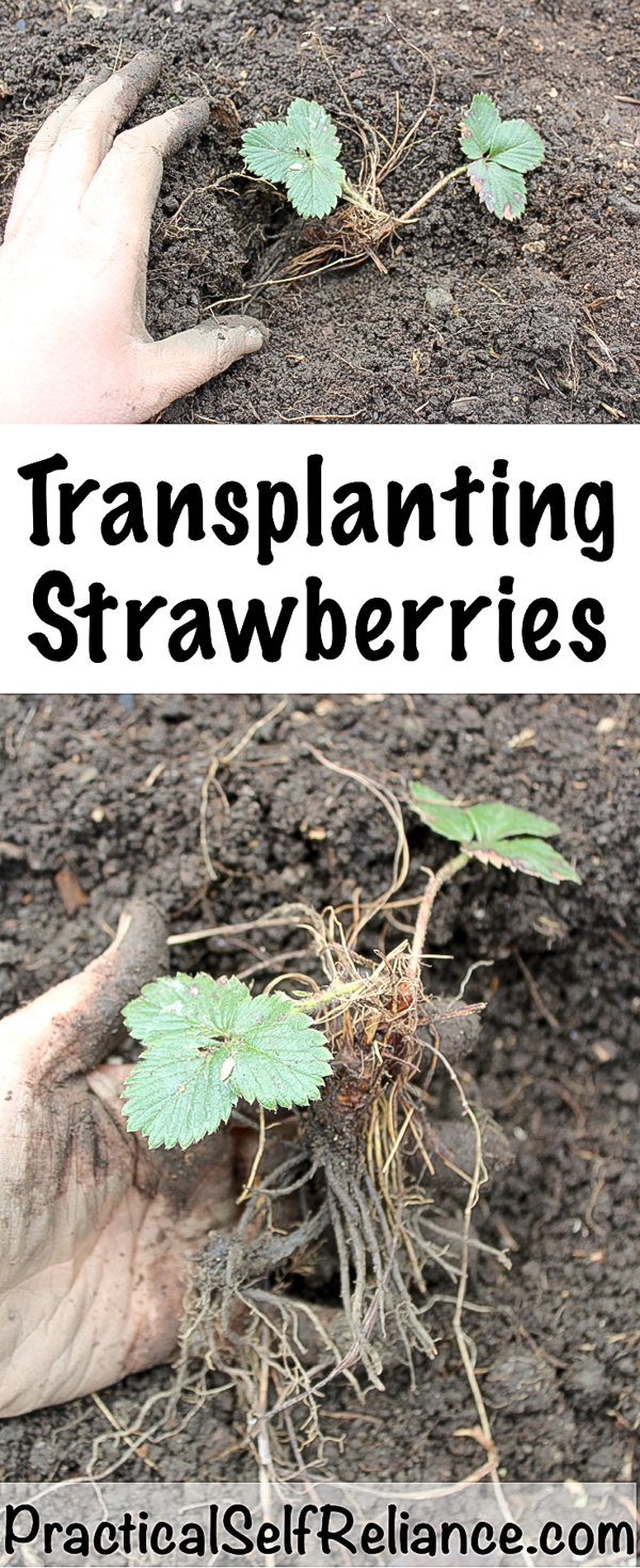 Transplanting Strawberries ~ How to Grow Strawberries #strawberries #growingstrawberries #gardening #organicgardening #howtogrow #gardeningtips #homesteading #homestead #selfreliant