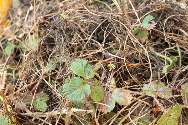 Bareroot Strawberry Plants for Transplant