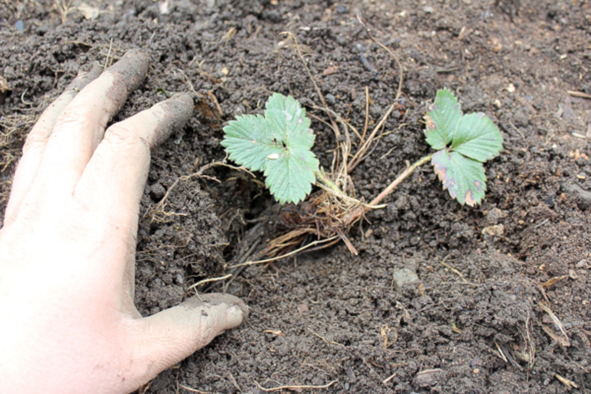 Planting Strawberry Plants