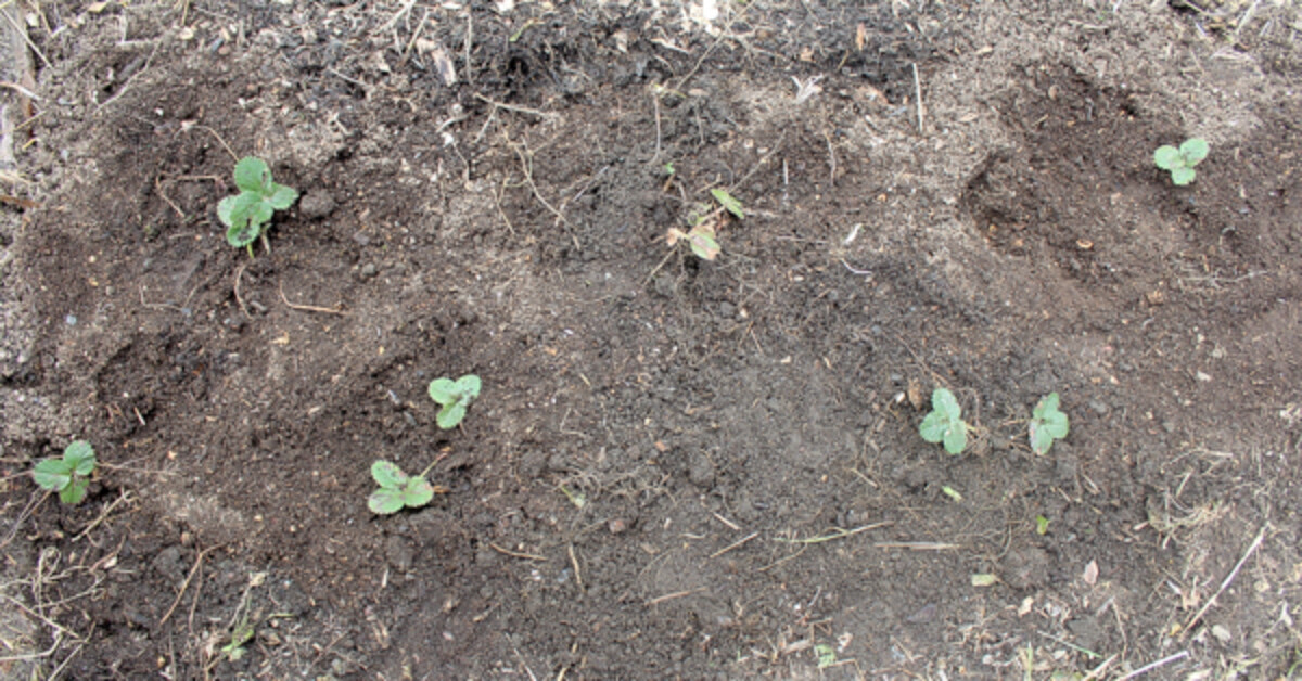 Strawberry Plant Spacing