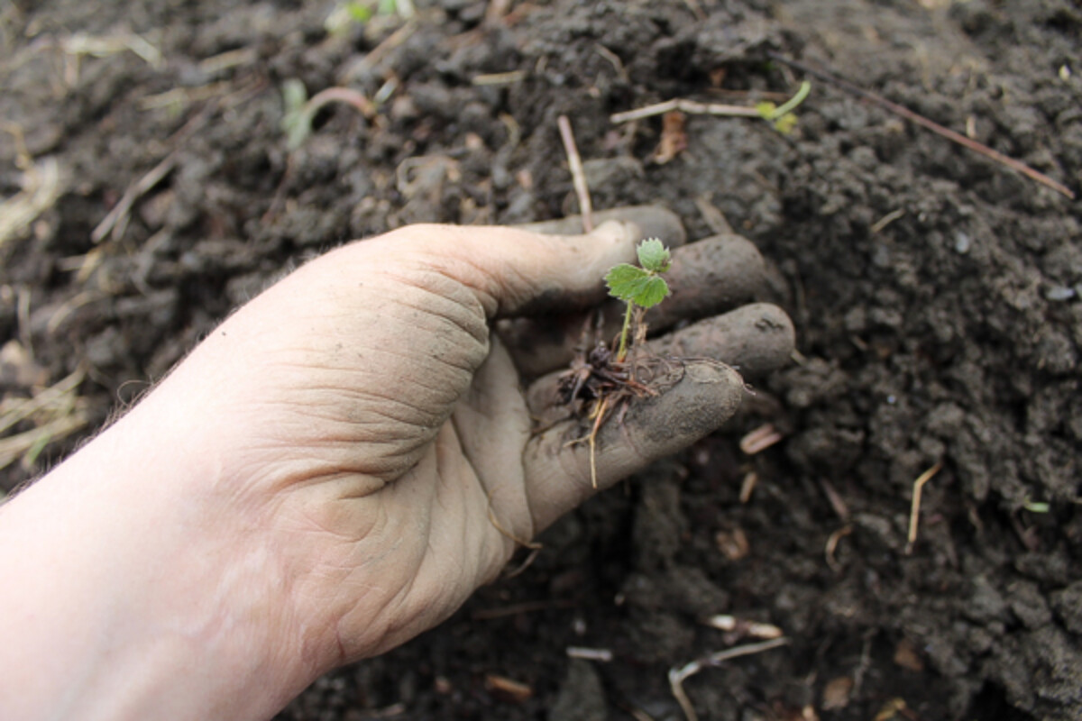 A tiny first-year strawberry runner.