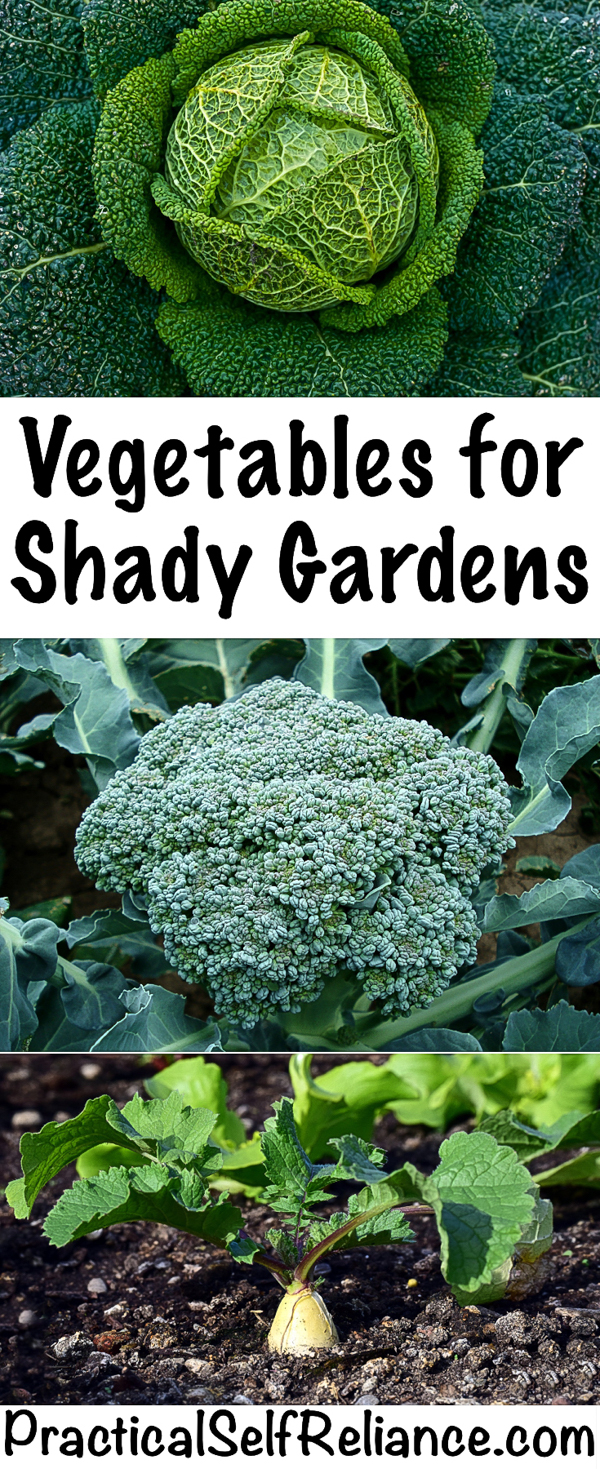 Vegetables for Shady Gardens #gardening #organicgardening #howtogrow #vegetablegardening #gardeningtips #homesteading #homestead #selfreliant #shadegarden