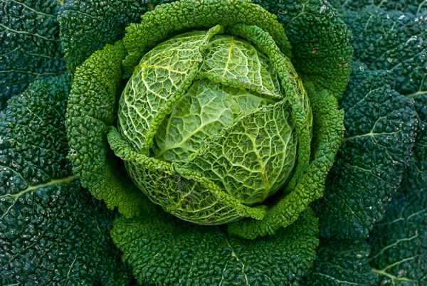 Shade Tolerant Cabbage
