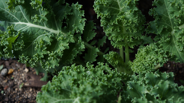 Shade Tolerant Greens