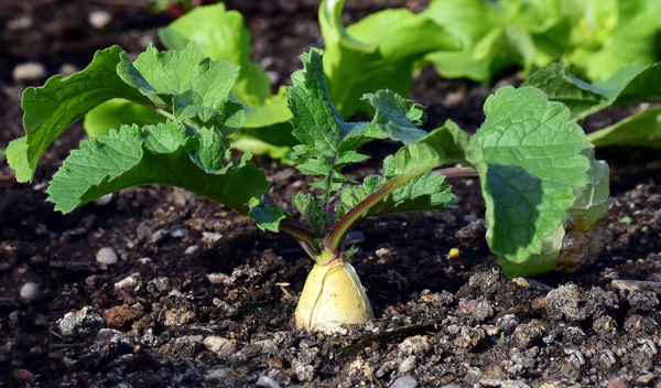 Shade Tolerant Root Crops Raddish