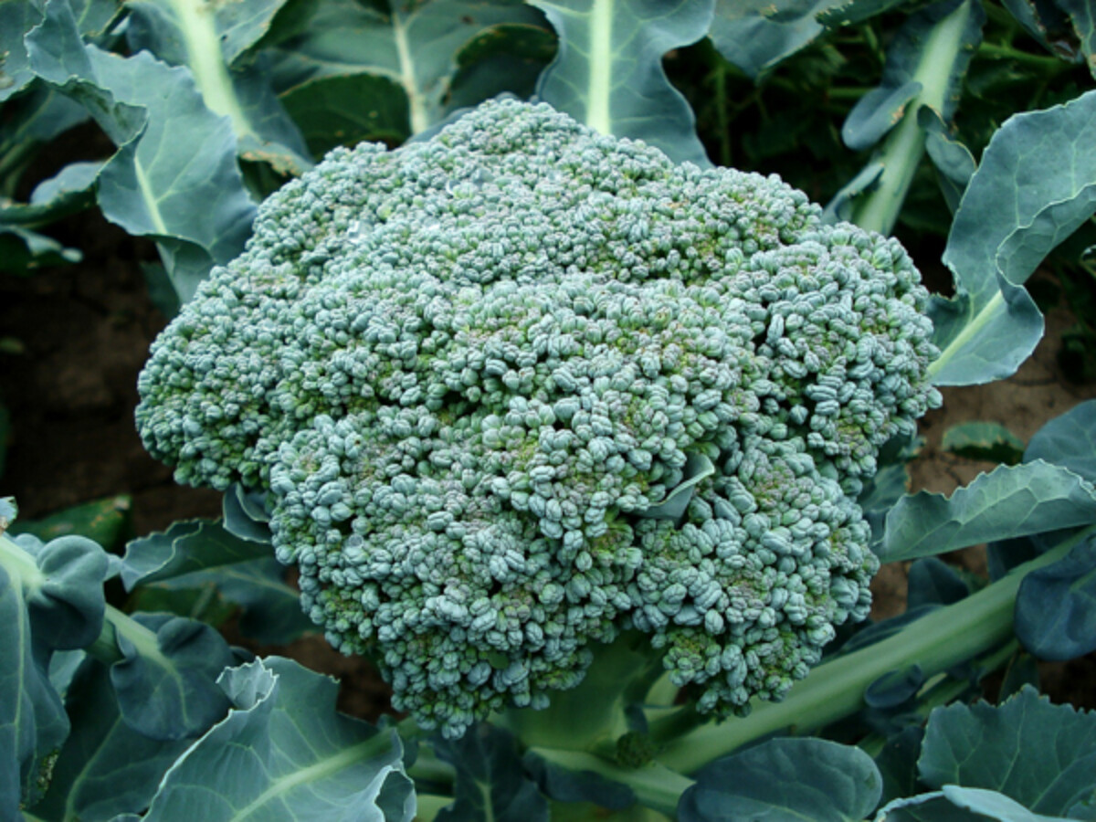 Shade Tolerant Broccoli