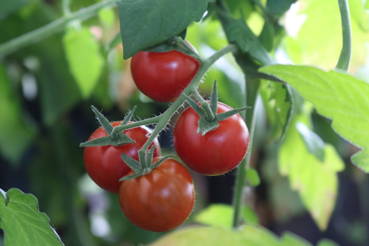 Bush tomato varieties growing in part shade.