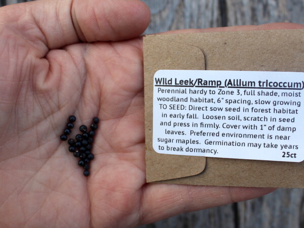 Wild Leek Seeds