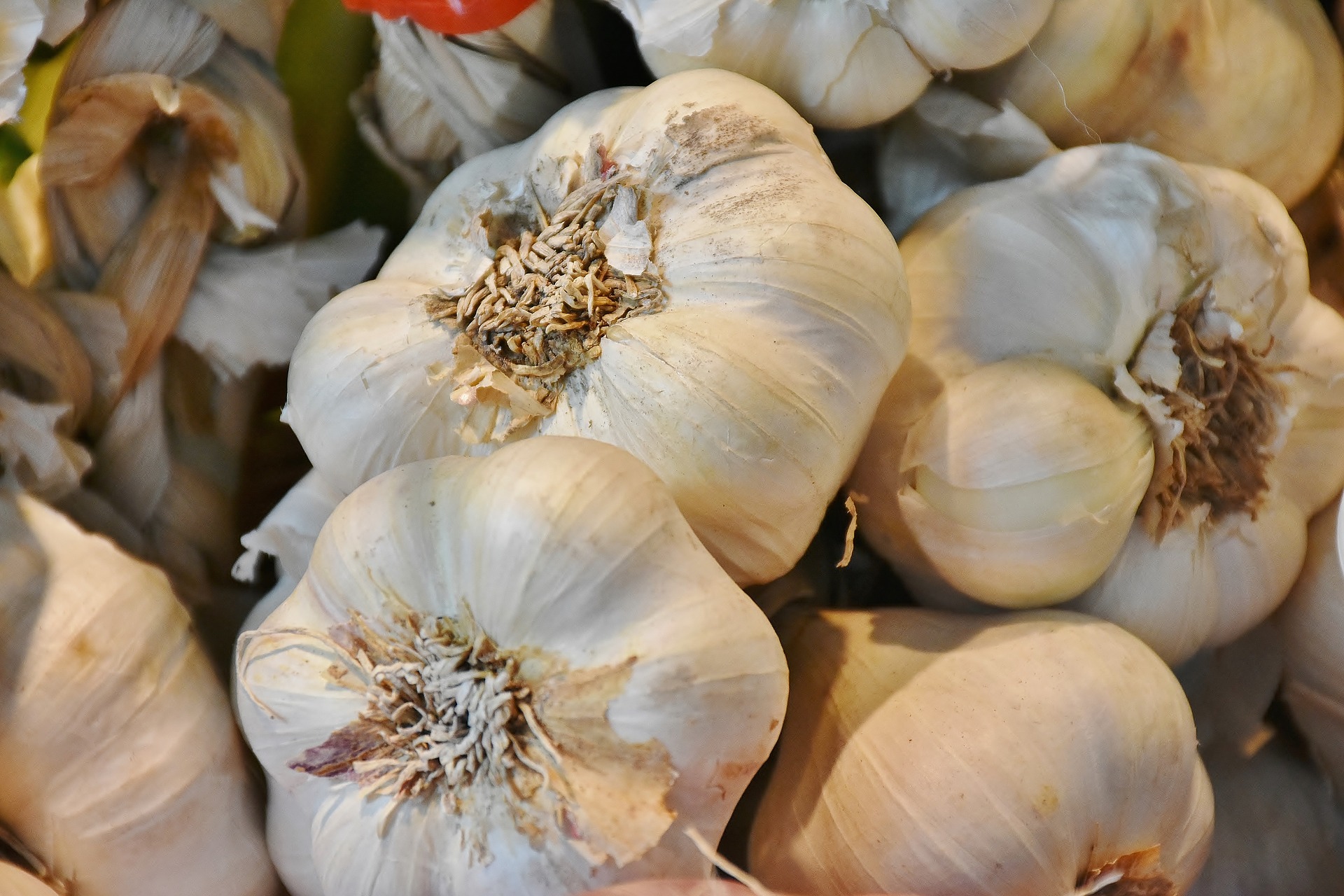 Canning Garlic