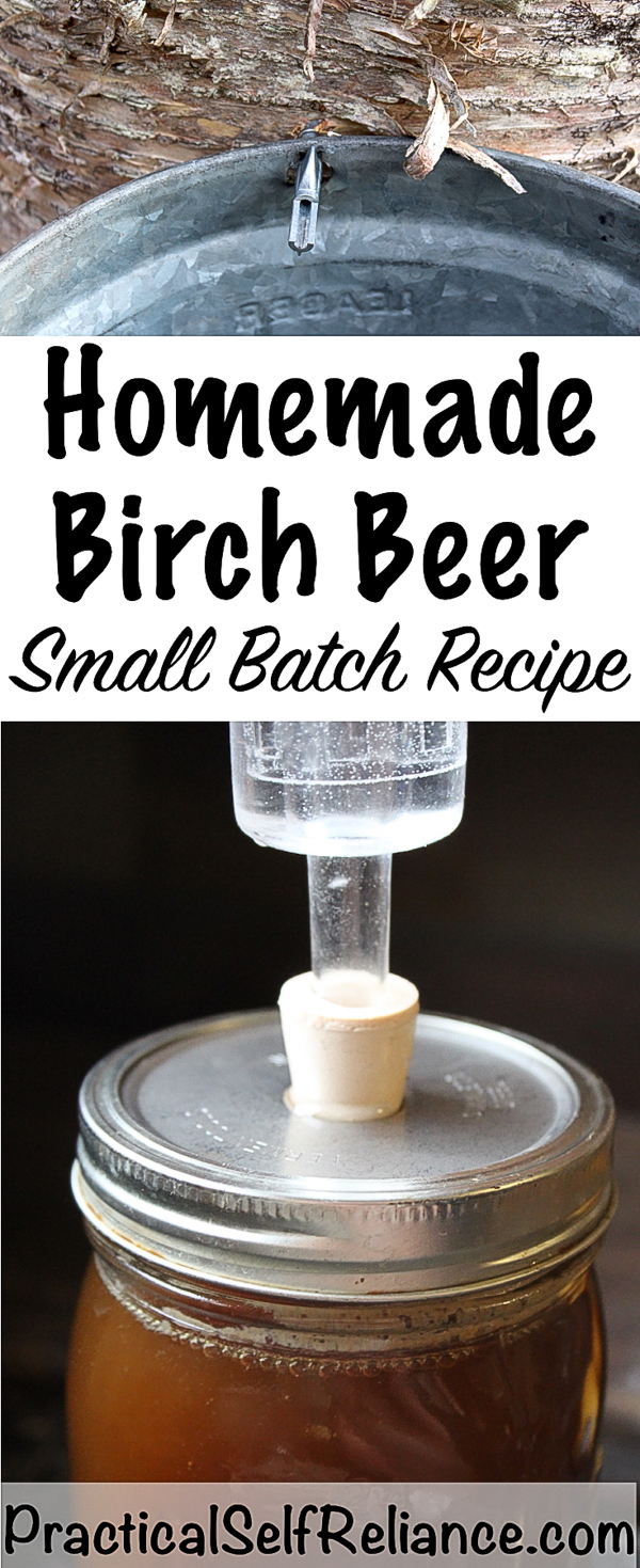 Homemade Birch Beer Recipe #birch #birchtree #forage #foraging #homebrew #homebrewing #beerrecipe