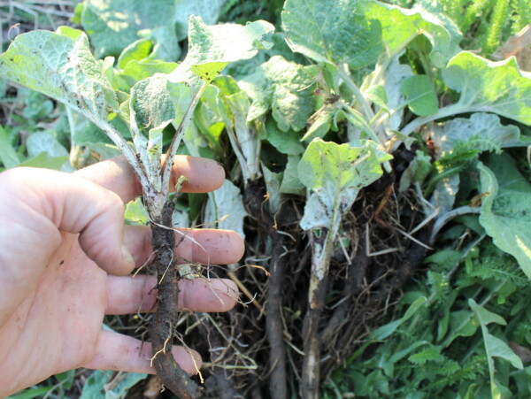 Foraged Burdock Root
