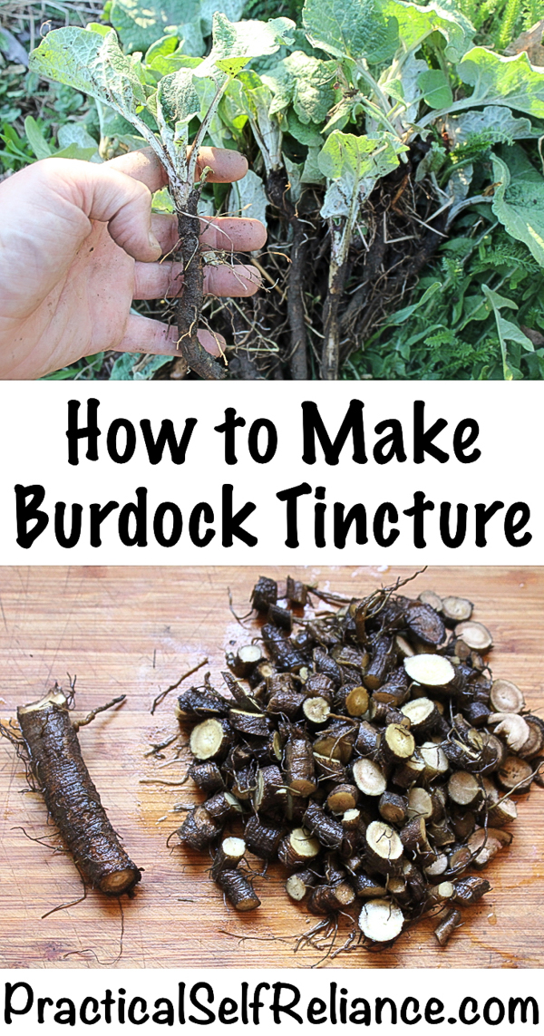 How to Make Burdock Tincture #burdock #burdockroot #tincture #herbs #herbalist #herbalism #medicine #forage #foraging #wildcrafting #survival #naturalremedy #homestead