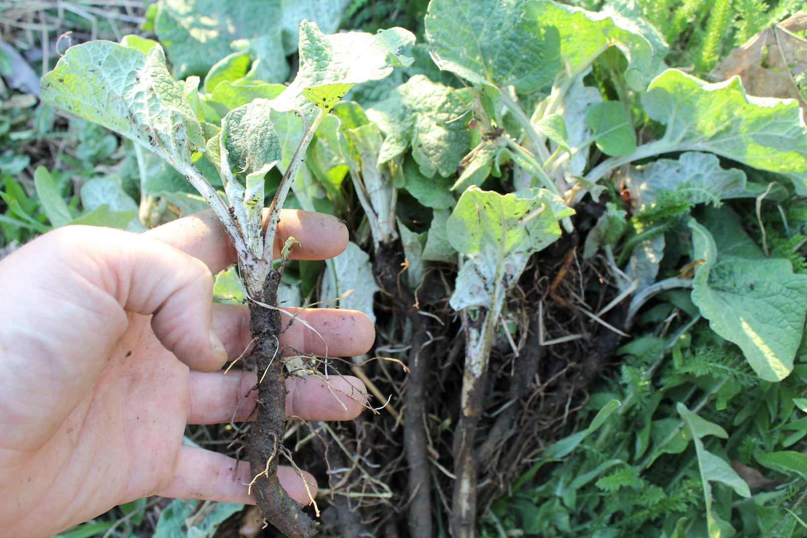 Image of Burdock leaves tincture