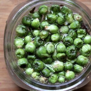 Canning Dandelion Capers