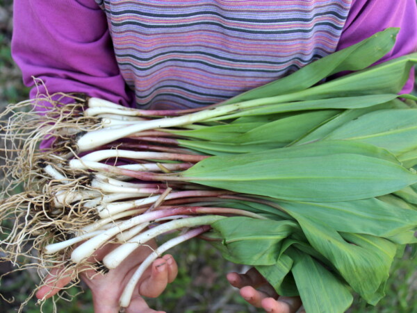 Ramps Wild Leeks
