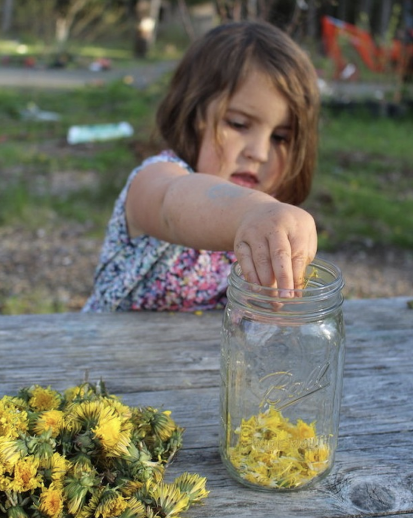 Cleaning Dandelions for Wine