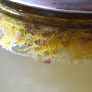 Coltsfoot Wine