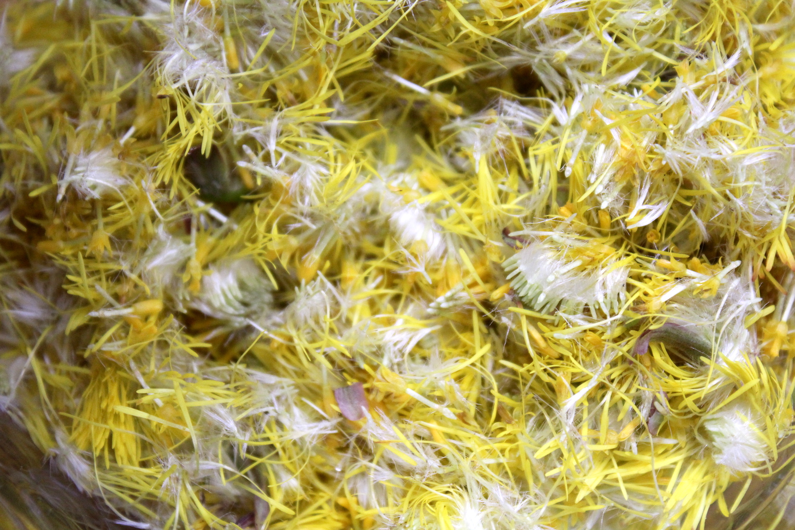 Coltsfoot Flower Petals